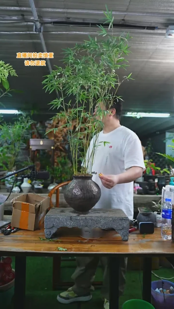 当前无花栽培后可以开花唐竹古铜色瓷器瓶446T