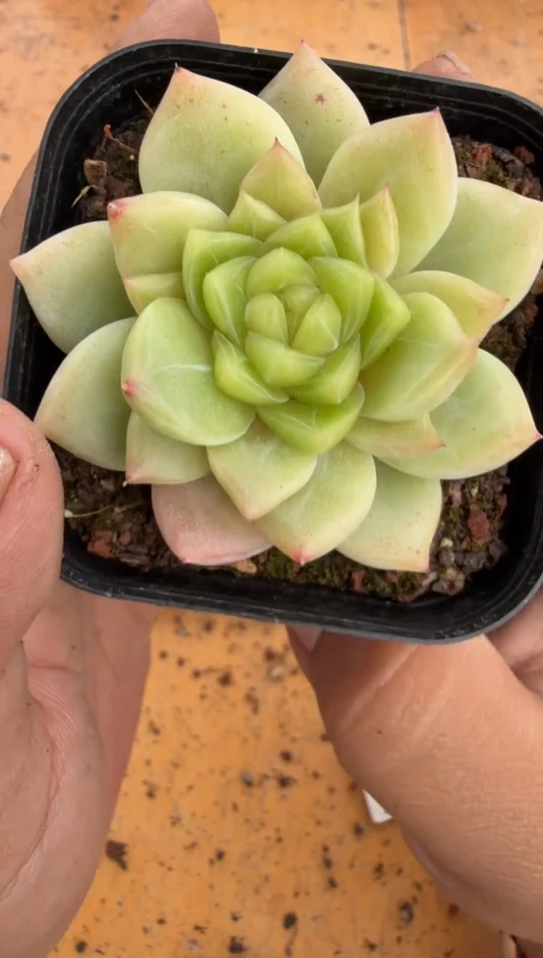 东云多肉园二店-264