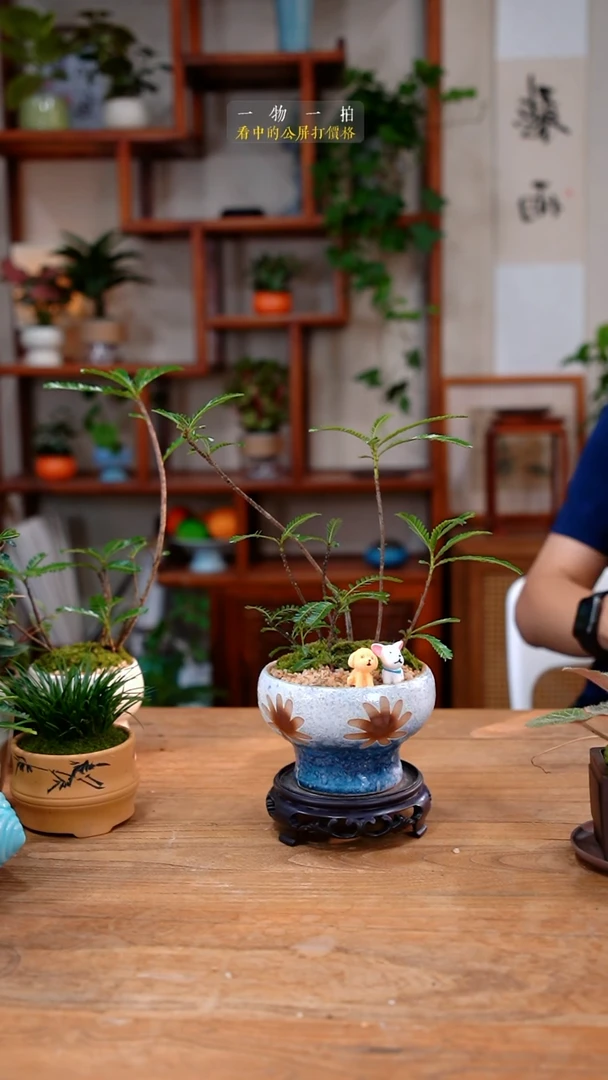 不开花植物冰*海岛441