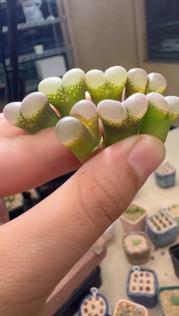 7.4-30多肉植物风铃一颗