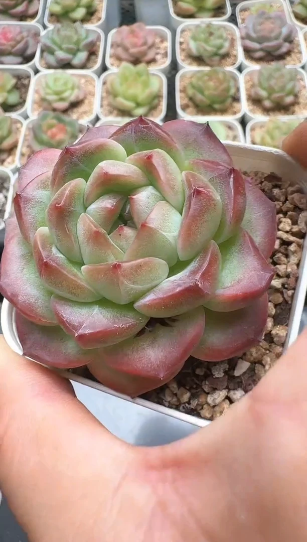 982D云禹多肉植物 带盆土纸巾打包 3颗包邮