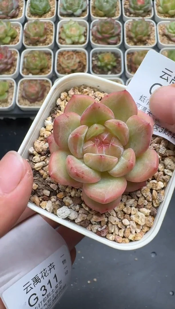 311G云禹多肉植物 脱土纸巾打包 3颗包邮