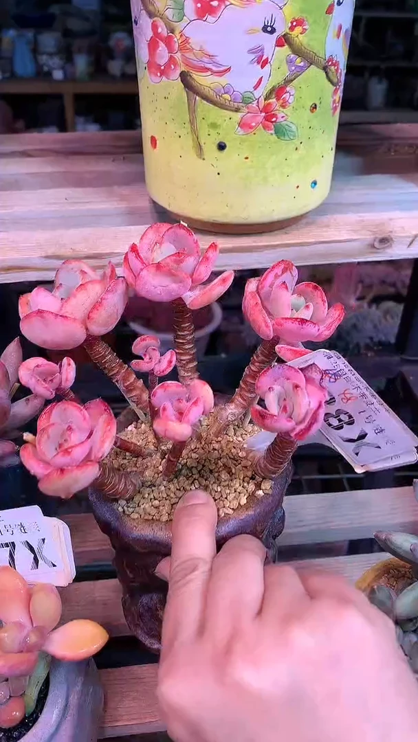 【闪购商品】088XXX