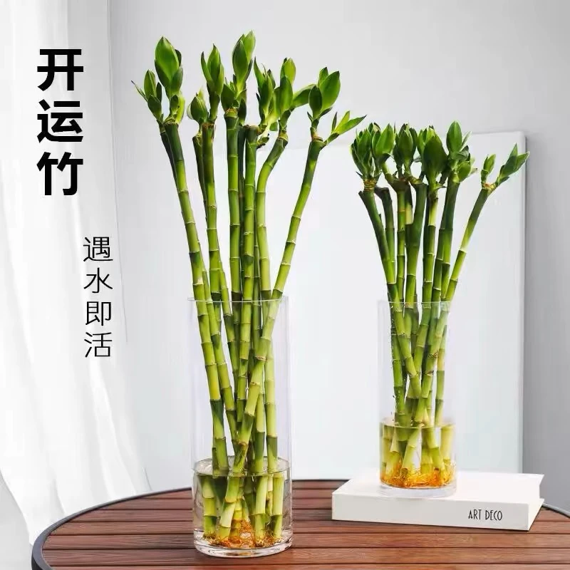 带根水养开运竹富贵竹绿植盆栽水培室内客厅绿色植物花卉绿植包邮