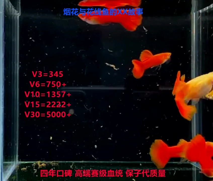 孔雀鱼新改超红幼鱼练手3对福利