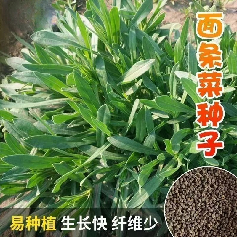 【面条菜种子】家庭阳台小院盆栽地栽四季种植