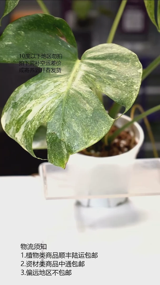 完全开放铂金龟背竹