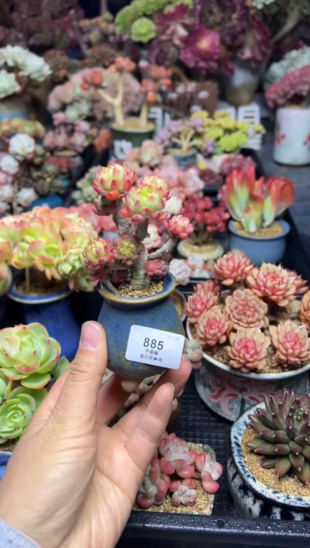 R****_885            不带盆