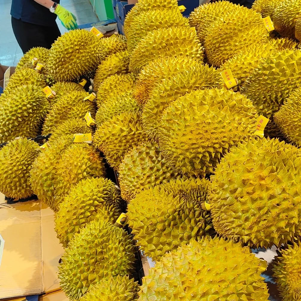 越南暹味-树熟金枕榴莲（整果55一斤） 一果一拍鲜榴莲验货每斤核小   北京水果同城配送小时达金枕泰国