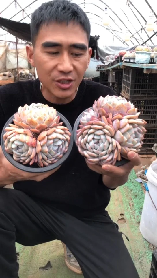 【闪购商品】3头老桩橙梦露群