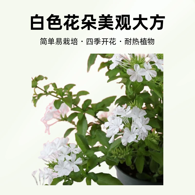 【中苗】白雪花盆栽绿植花卉室内藤本爬藤庭院阳台耐热花园室外四季