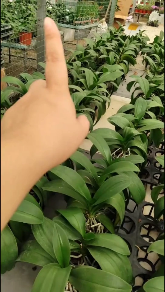 完全开放亮亮 闪购