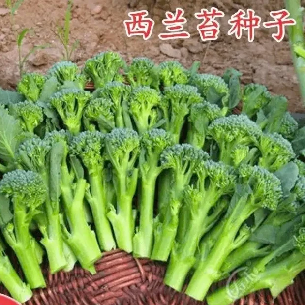 【西兰苔种子】菜苔种子蔬菜种子油菜芯籽四季种植盆栽