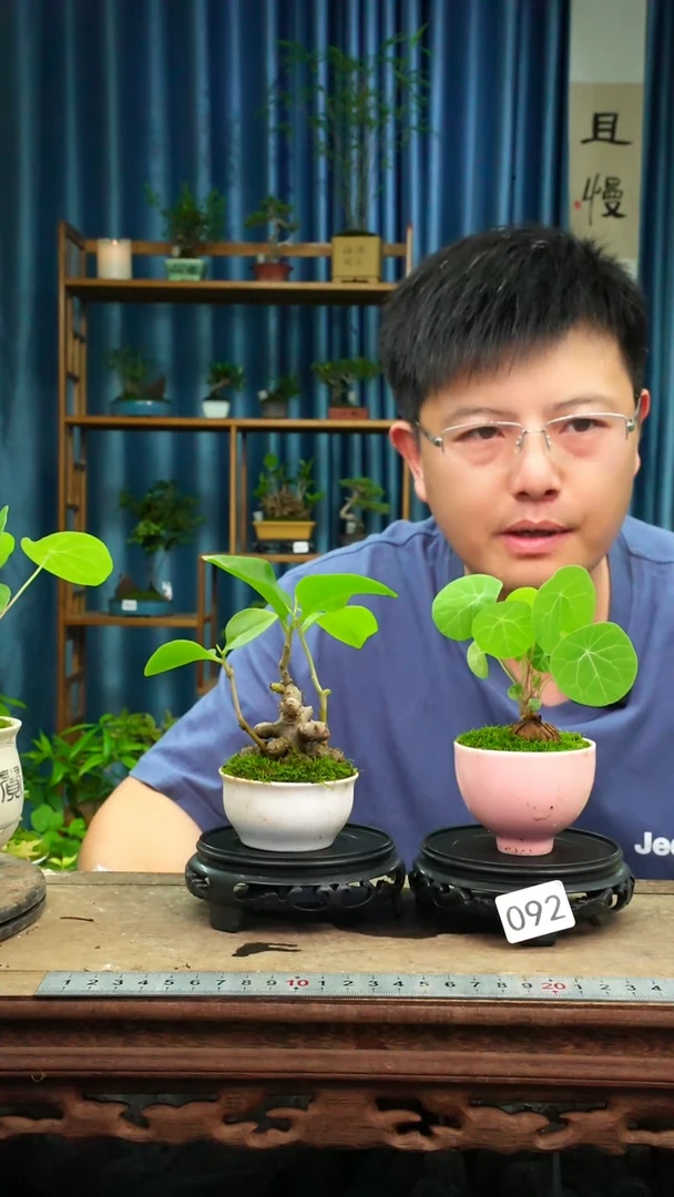 无花朵苔藓微景观092号