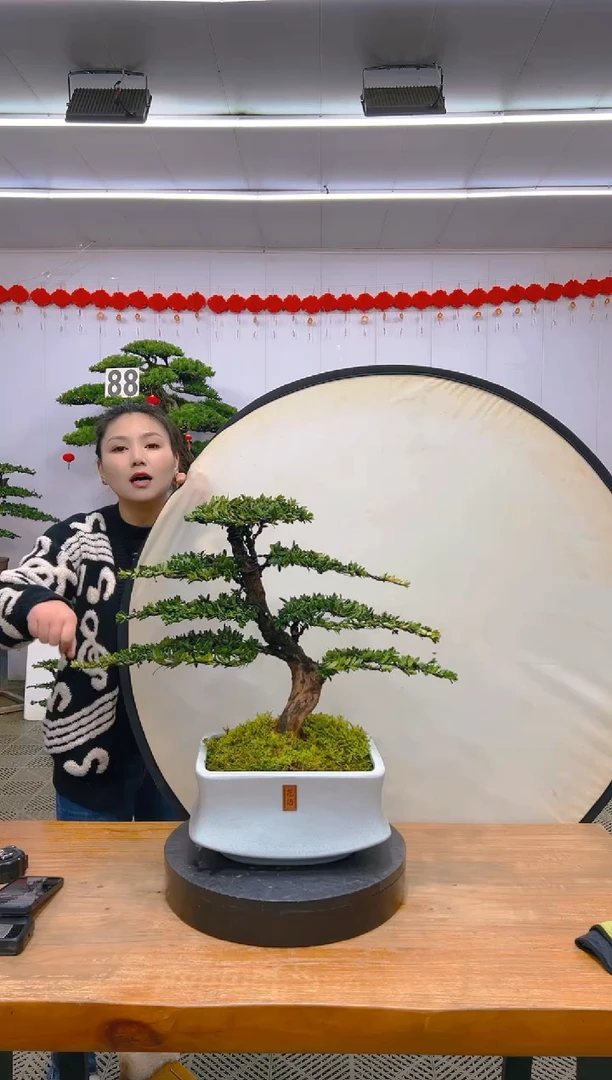 【闪购商品】盆景1