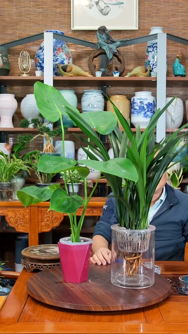无花朵天****谓 水之韵水培植物   墨兰   龟背