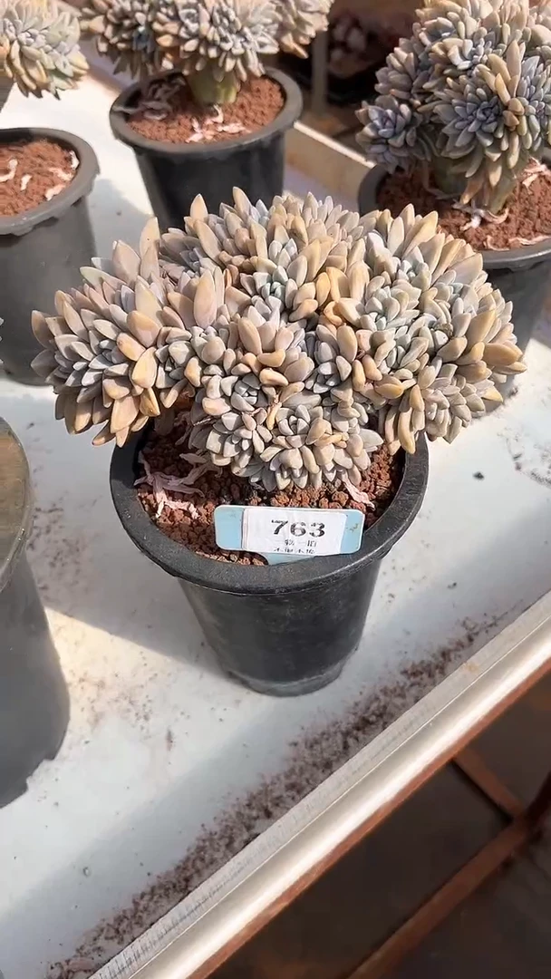 【闪购商品】763号淡雪缀多肉