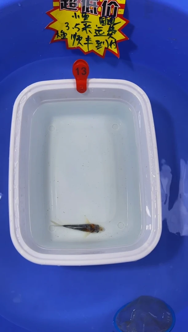 锦鲤活体二号链接