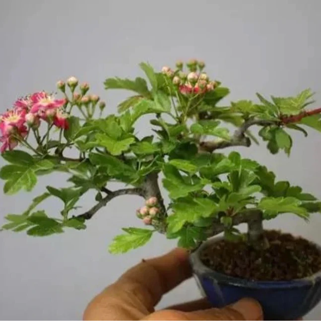 野山楂盆景素材一物一拍