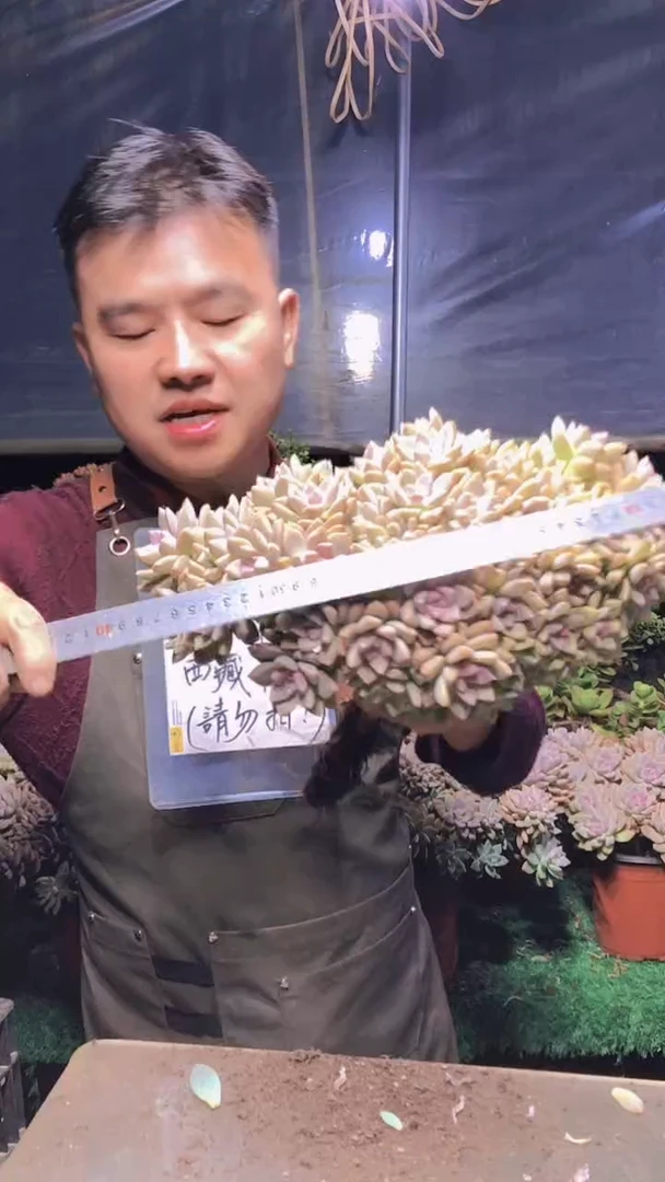 164淡雪缀化一物一拍