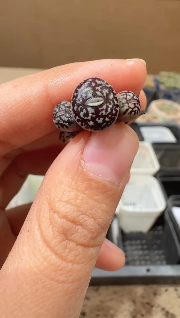 多肉植物肉锥16-67