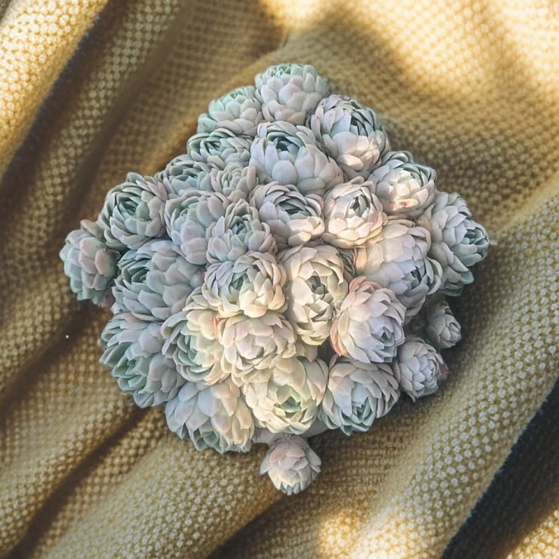 多肉植物冰梅带盆发货好养绿植阳台露台栽种