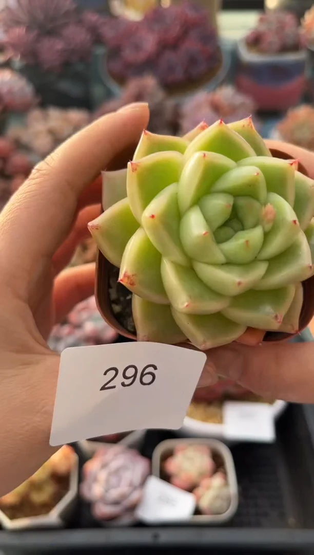 296单头厚叶乌木多肉