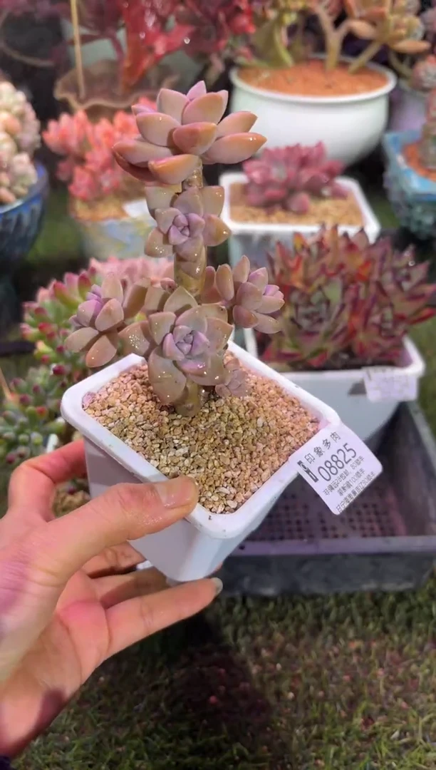 【闪购商品】08825