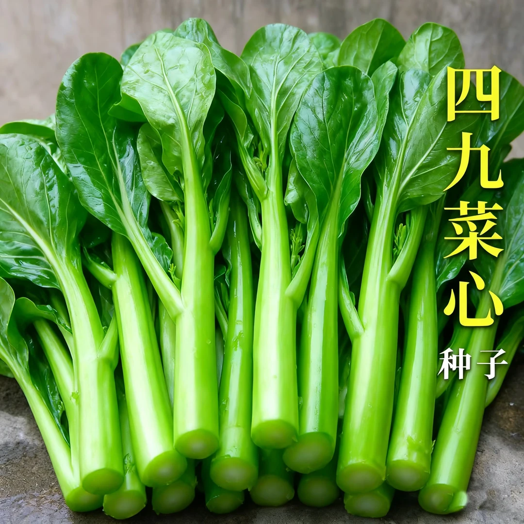 【全店满5包包邮】阳台种菜四九菜心种子 油青菜苔菜蔬菜种子春季种