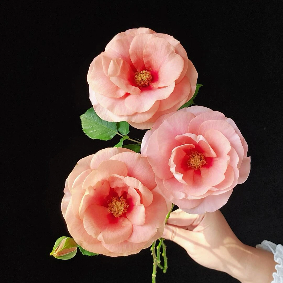 【稀有玫瑰】金鱼姬-多头玫瑰