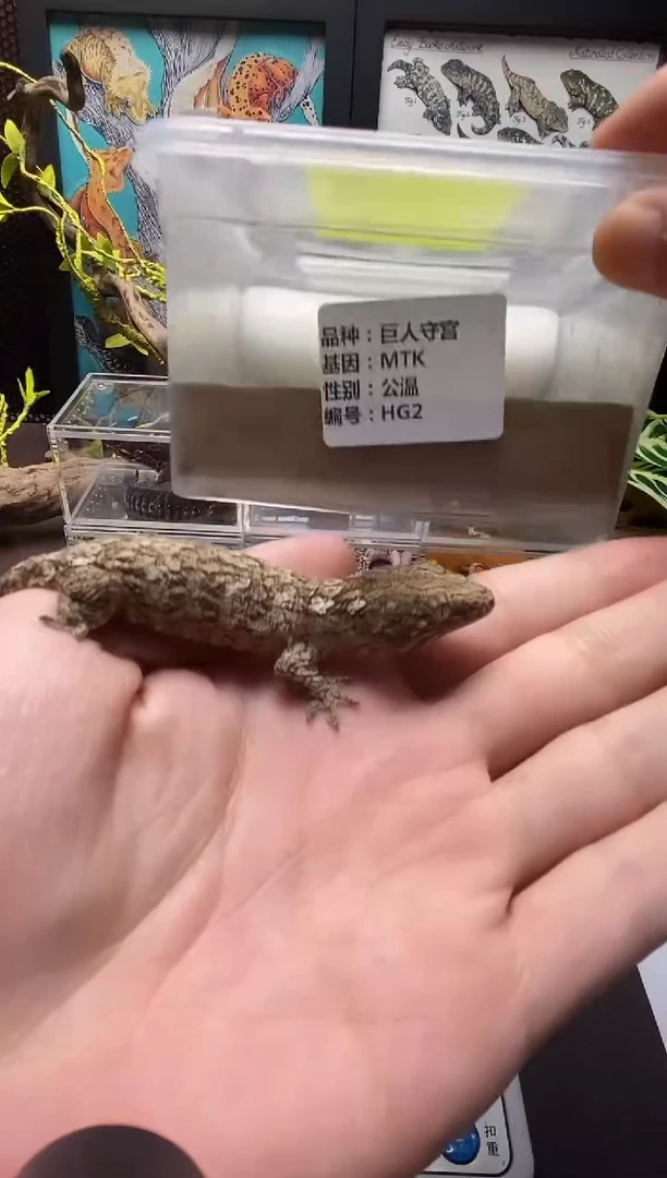 巨人守宫鳞与尾 Scale Tail 爬宠HG2