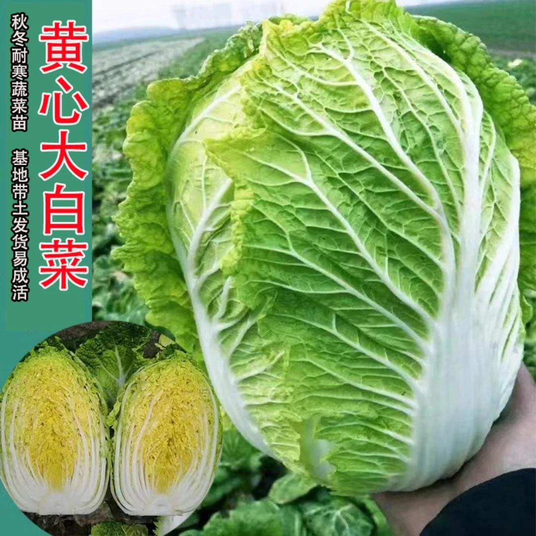 黄心大白菜苗大白菜苗娃娃菜包菜苗甘蓝苗秋冬盆栽阳台耐寒蔬菜苗