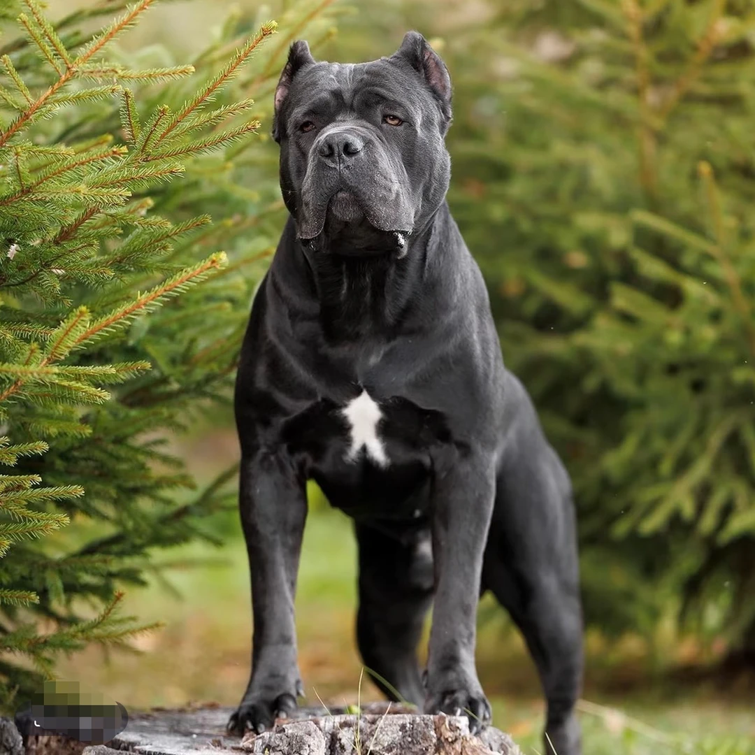 （韩姐卡斯罗）T狗狗活体