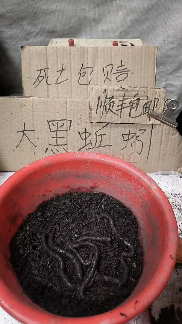 广西广地龙黑蚯蚓一斤