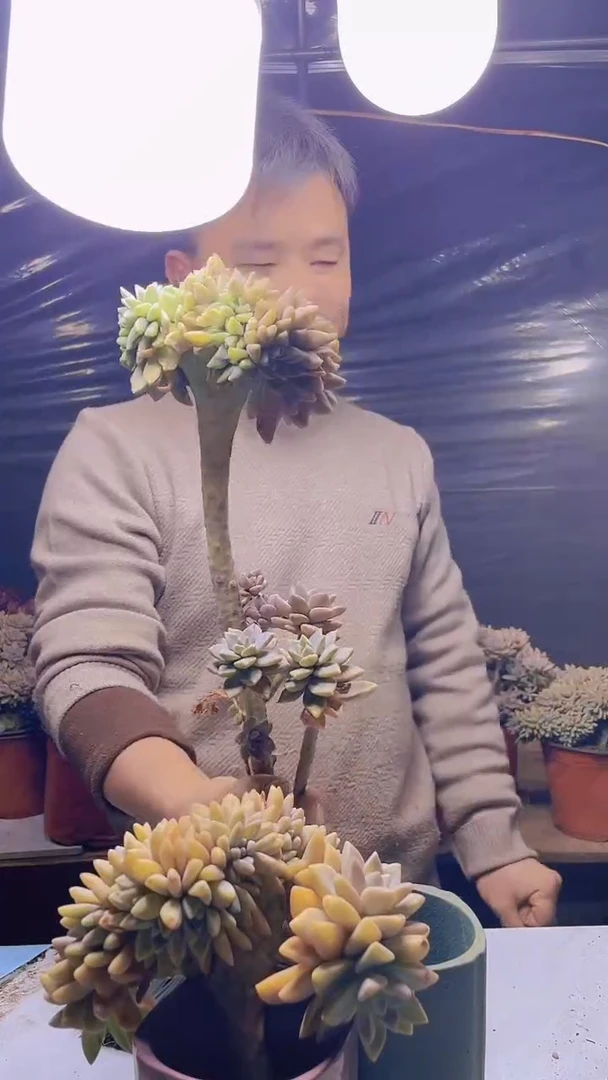 【闪购商品】缀化172