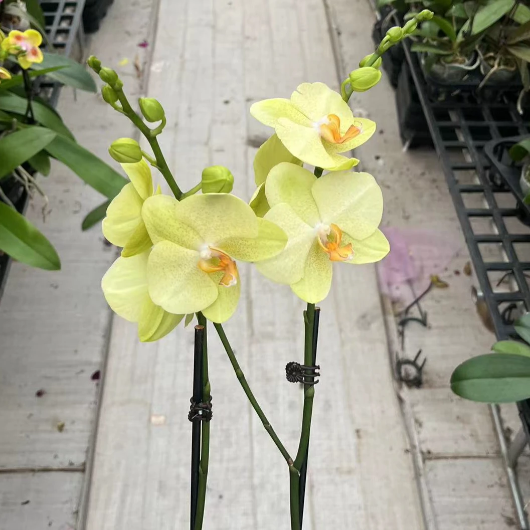 3.5寸沃尔泰拉 双梗 一颗【任意两颗起发货】