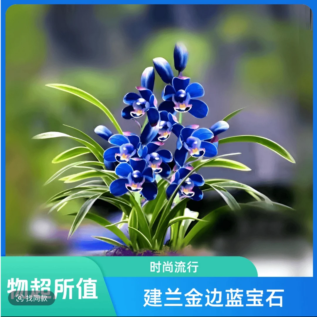 建兰奇花-金边蓝宝石-美观  建兰浓香好养绿植花卉