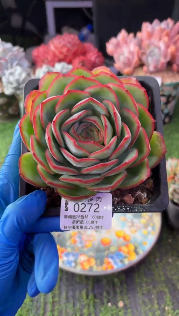 昆明印象多肉0272