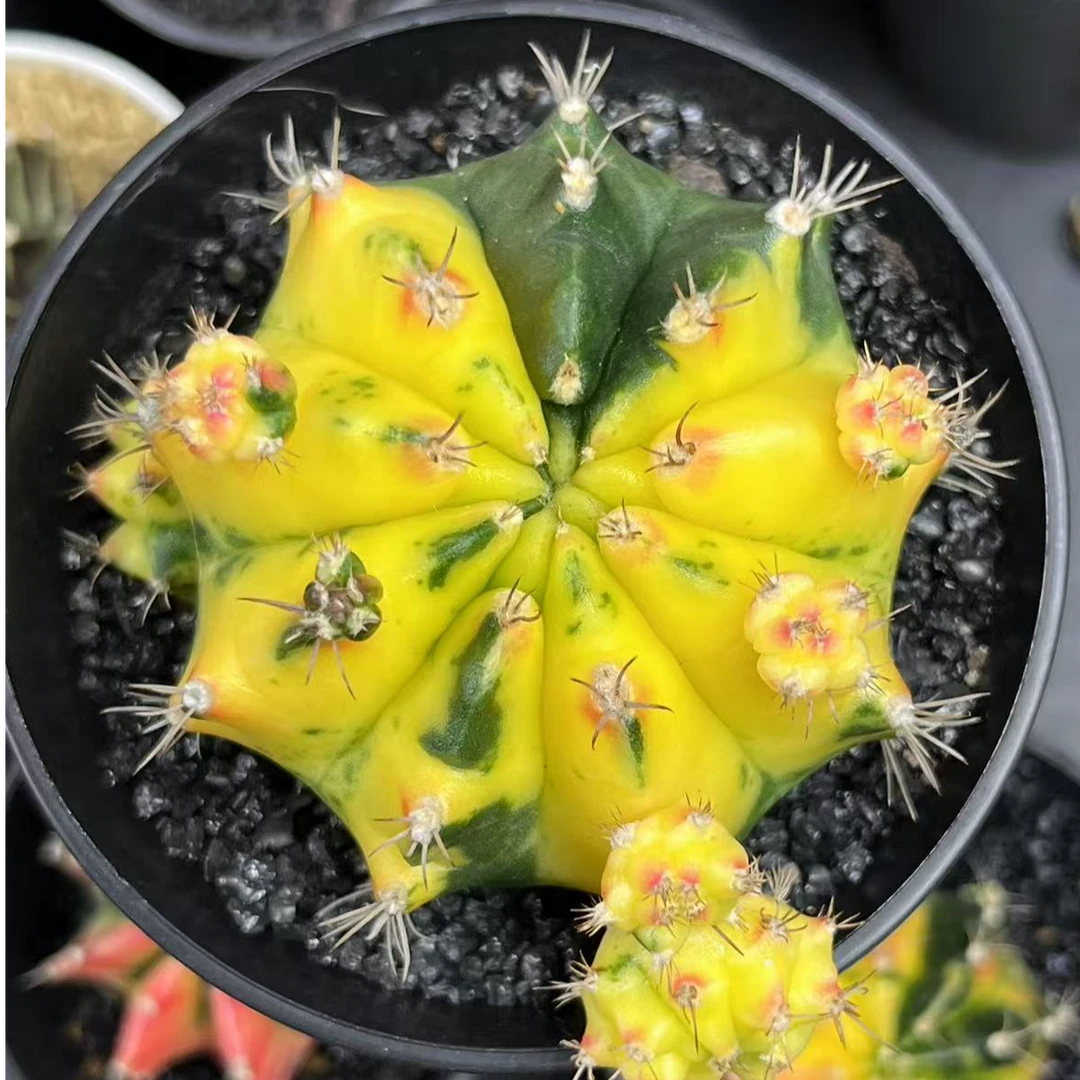 奶黄子吹米哈洛维奇仙人球实生根