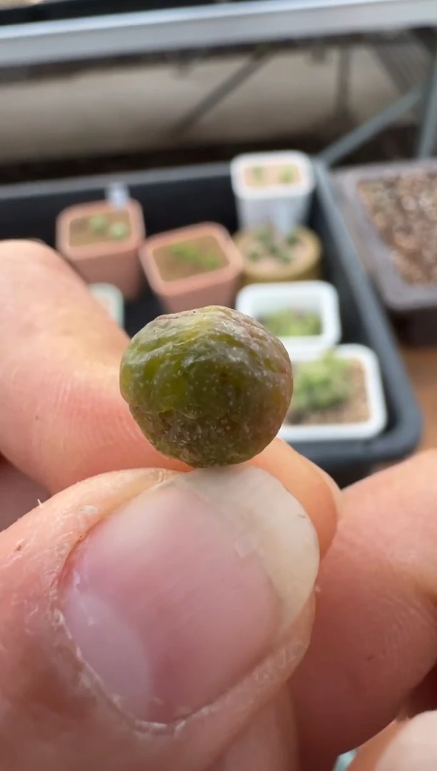 【闪购商品】2.5-302