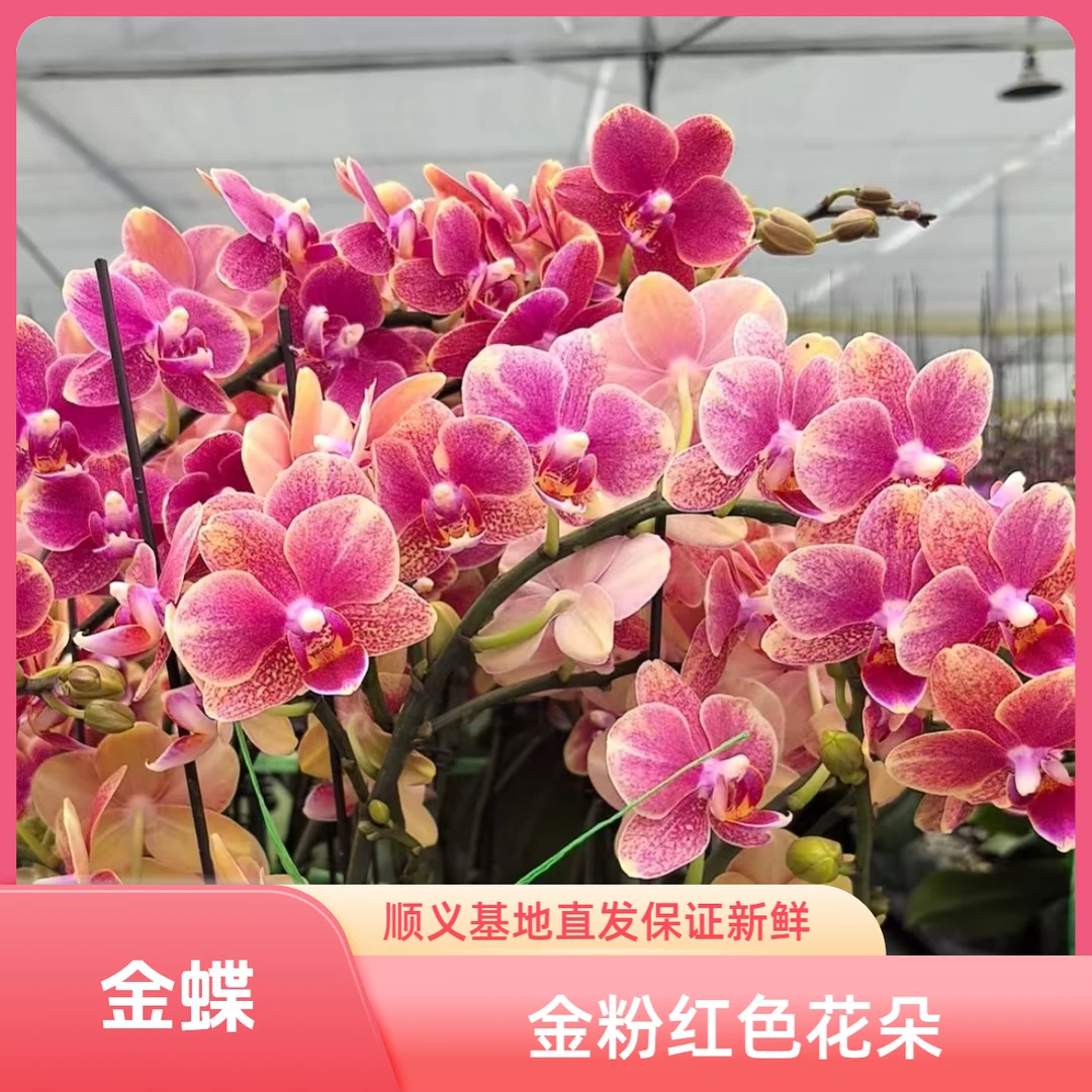 北京北郎中甄选|精品蝴蝶兰·金蝶(孤品)|顺义基地直发