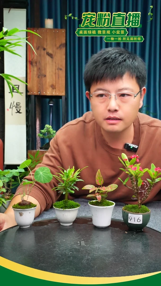 无花朵青*莹苔藓微景观916号
