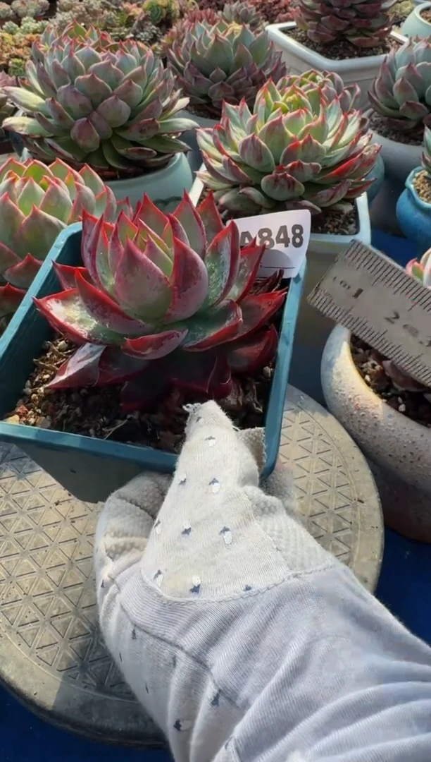 【闪购商品】A848惊鸿仙子（裸根发货）