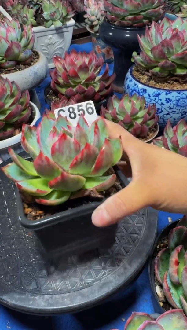 C856惊鸿仙子（裸根发货）