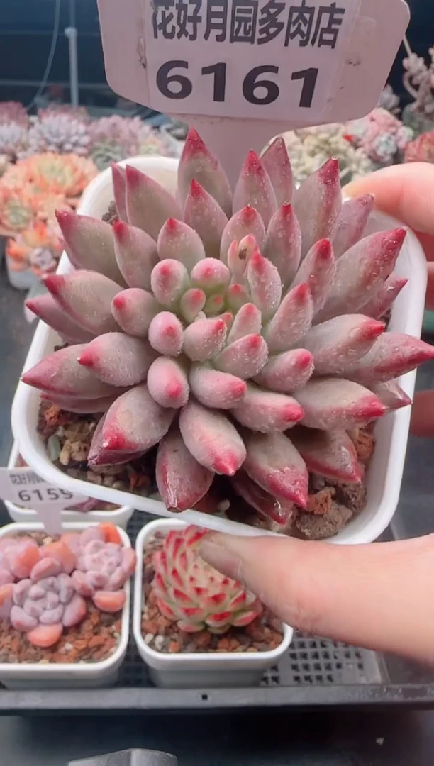 【闪购商品】6161车厘子