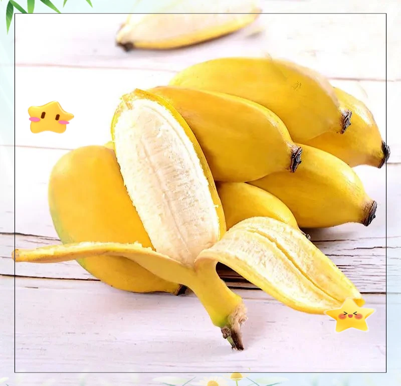 现摘广西小米蕉当季新鲜水果芭蕉自然熟不催熟香蕉香甜皮薄软糯嫩