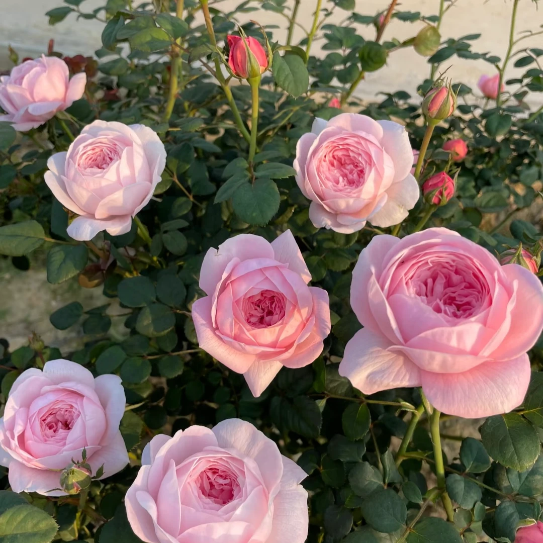 1.5加仑瑞典女王成都露天盆栽月季 独杆扦插原盆原土带花苞发货