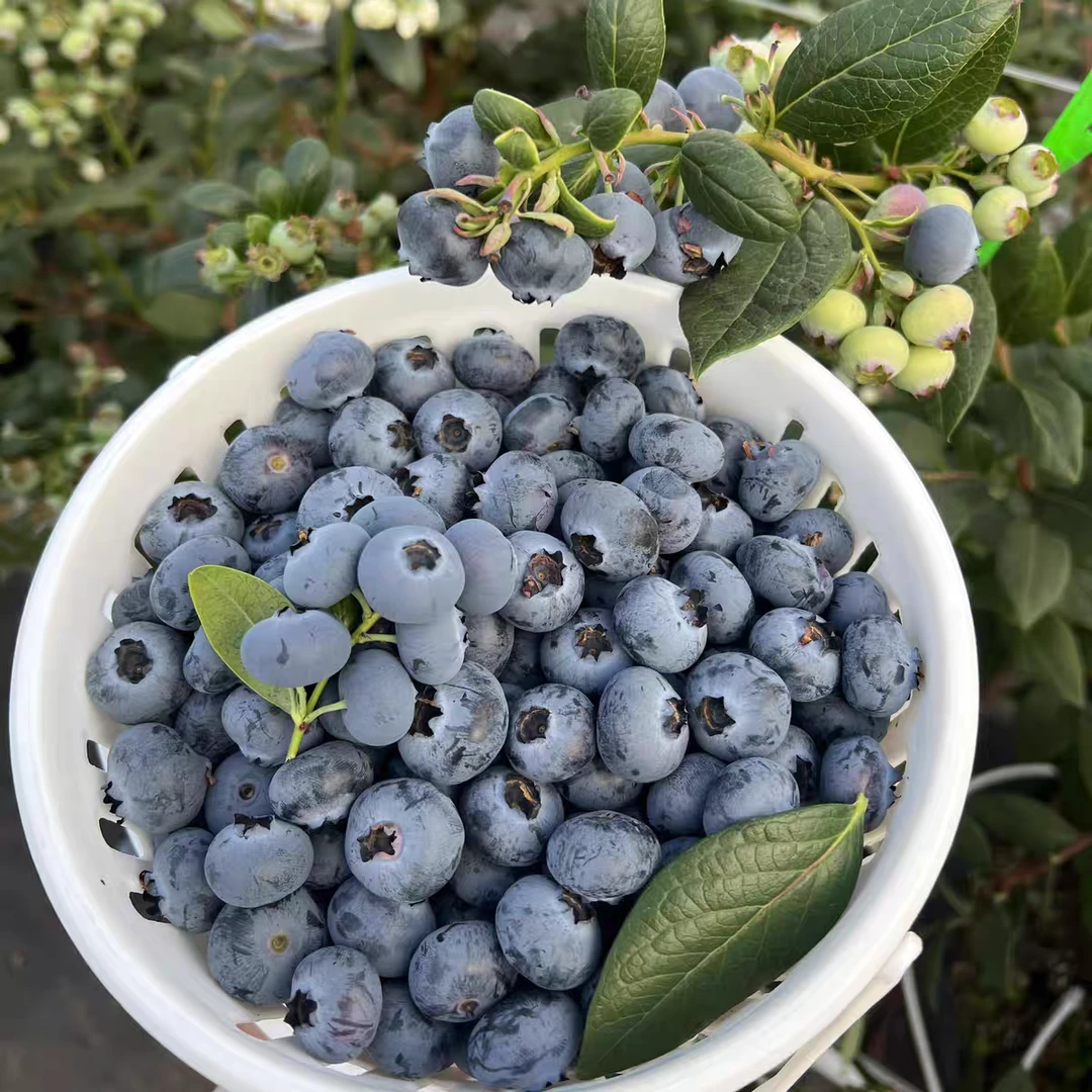 [大果精选]  L25花香蓝莓脆甜口感现采现发