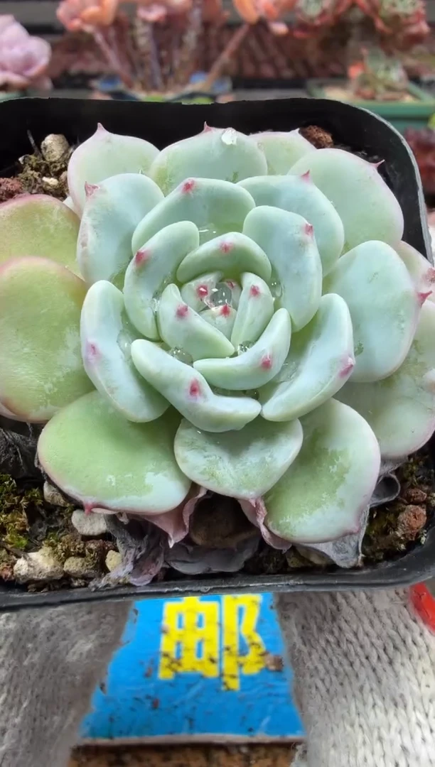 东云多肉园二店-450