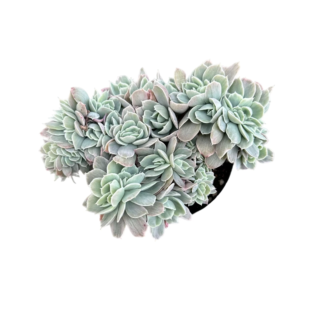 强子精品多肉伯克利锦缀化 多肉植物 精控精养 净化空气 美化环境